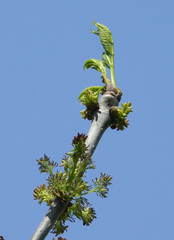 Fraxinus pennsylvanica