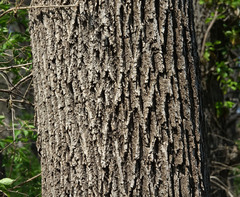 Fraxinus pennsylvanica