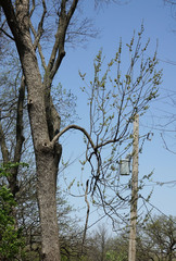 Fraxinus pennsylvanica