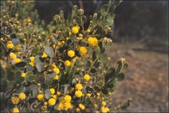 Acacia brachybotrya