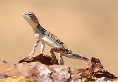 Tympanocryptis intima