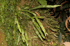 Notogrammitis billardierei