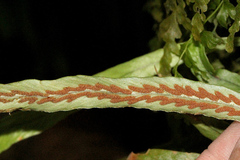 Notogrammitis billardierei