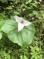 Trillium simile