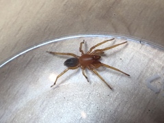 Dysderidae