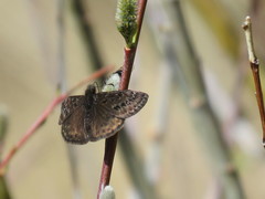Erynnis telemachus