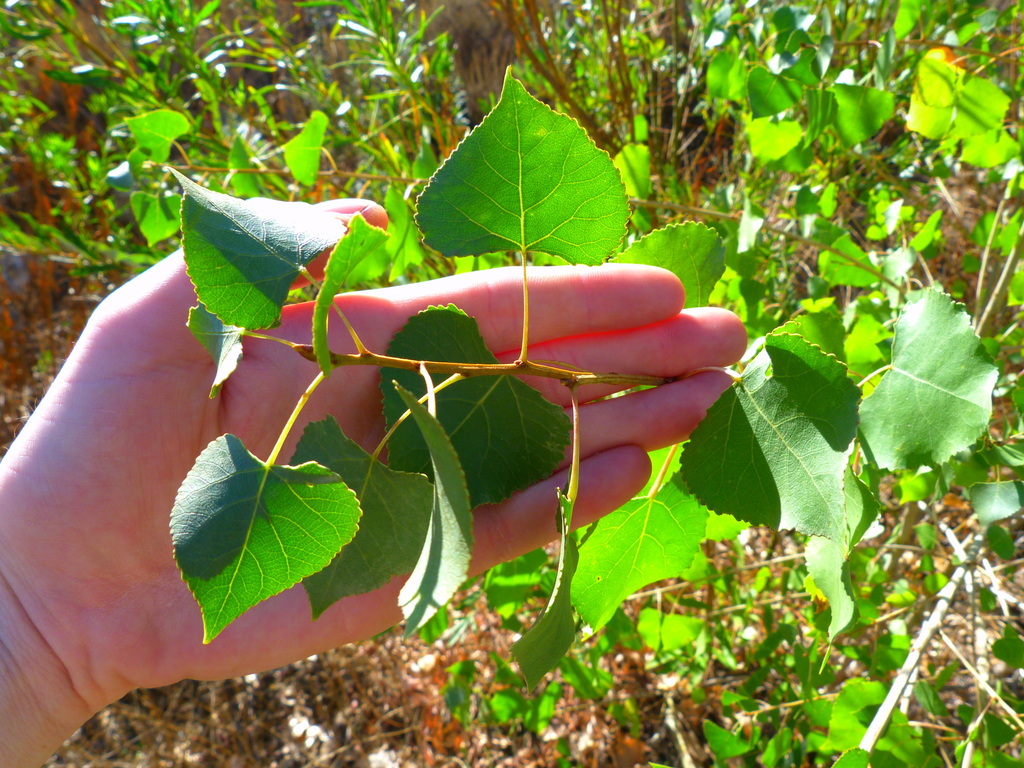 Western Cottonwood (LA Urban Forest Program) · iNaturalist