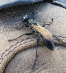 Sphecidae