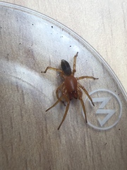 Dysderidae