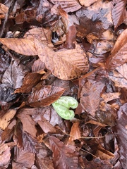 Hexastylis virginica