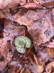Hexastylis virginica