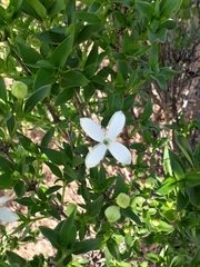 Bouvardia longiflora