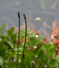Eleocharis mamillata