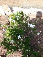Bouvardia longiflora