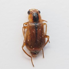 Attalus scincetus