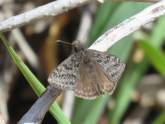 Erynnis telemachus