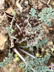 Vesper constancei