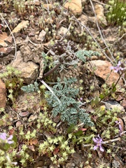Vesper constancei