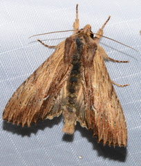 Apamea cuculliformis