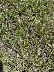 Chevreulia acuminata