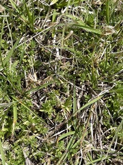 Chevreulia acuminata