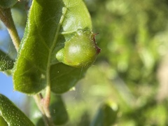Callirhytis perfoveata
