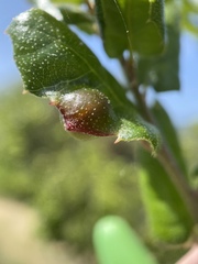 Callirhytis perfoveata