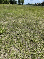 Chevreulia acuminata