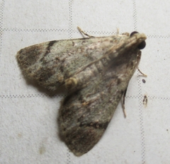 Epipaschia superatalis