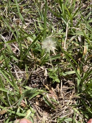 Chevreulia acuminata