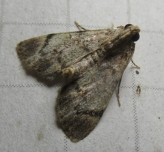 Epipaschia superatalis