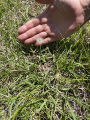 Chevreulia acuminata