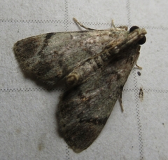 Epipaschia superatalis