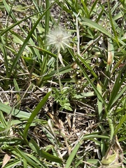 Chevreulia acuminata