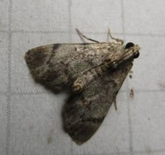 Epipaschia superatalis