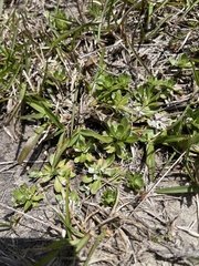 Chevreulia sarmentosa