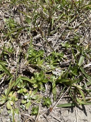 Chevreulia sarmentosa