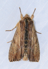 Apamea cuculliformis