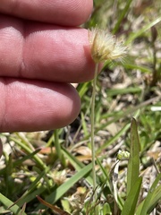 Chevreulia sarmentosa