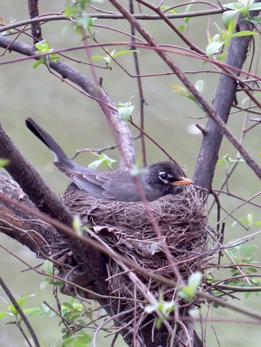American Robin photographed in New Jersey
