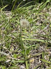 Chevreulia sarmentosa