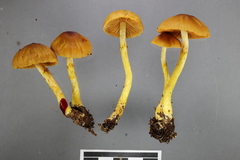 Cortinarius chrysma