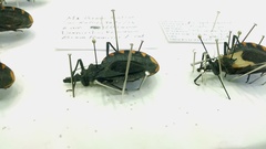 Triatoma bassolsae