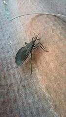 Triatoma bassolsae