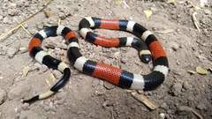 Micrurus laticollaris