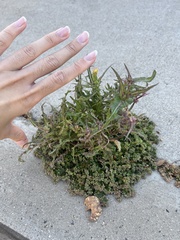 Sonchus oleraceus