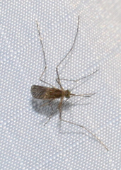 Culex tarsalis