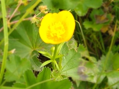 Ranunculus propinquus