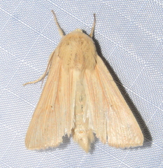 Mythimna oxygala