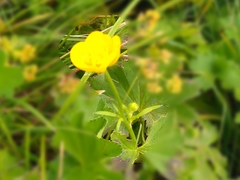 Ranunculus propinquus